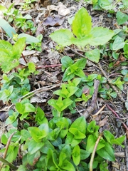 Moehringia trinervia