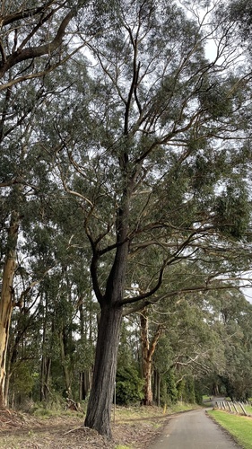 Silvertop Ash