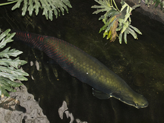 Arapaima photo 3