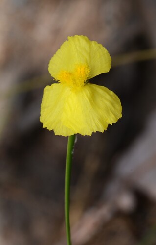 Xyris complanata observed 2026-08-08