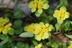Chrysosplenium pilosum