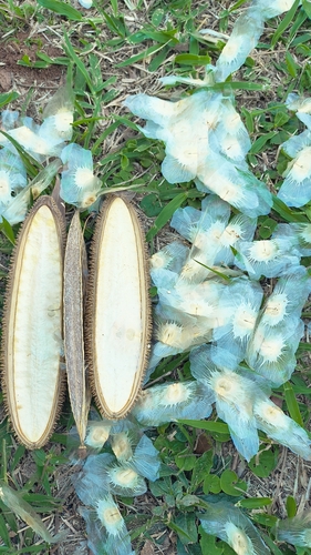 Amphilophium crucigerum, photograph 5