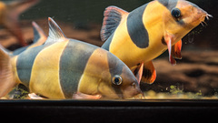 Clown Loach photo 4