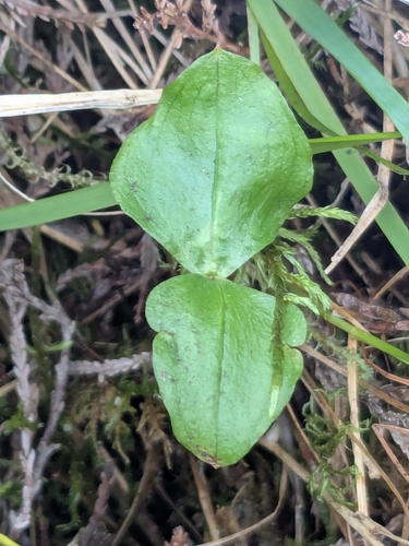 Heartleaf Twayblade