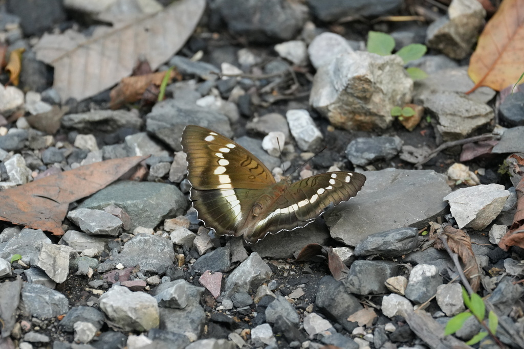 Euthalia thibetana