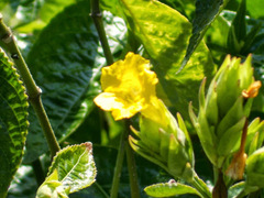 Strobilanthes crispus