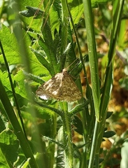 Evergestis frumentalis