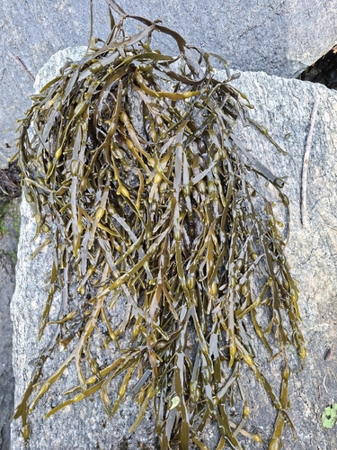 Knotted Wrack
