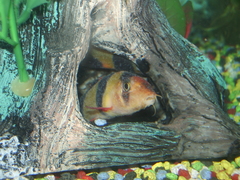 Clown Loach photo 5