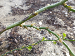 Asparagus ovatus