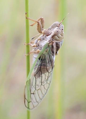 Beameria venosa