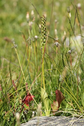 Pseudorchis albida