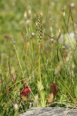 Pseudorchis albida
