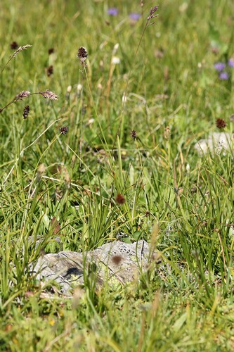 Carex foetida, photograph 2