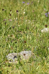 Carex foetida, photograph (c) Antoine Thivolle, some rights reserved (CC BY)