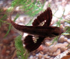 Freshwater Butterfly Fish photo 3