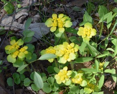 Chrysosplenium pilosum