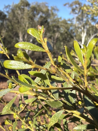 Acacia ixiophylla, photograph 4