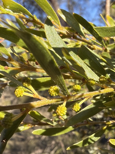 Acacia ixiophylla, photograph 5