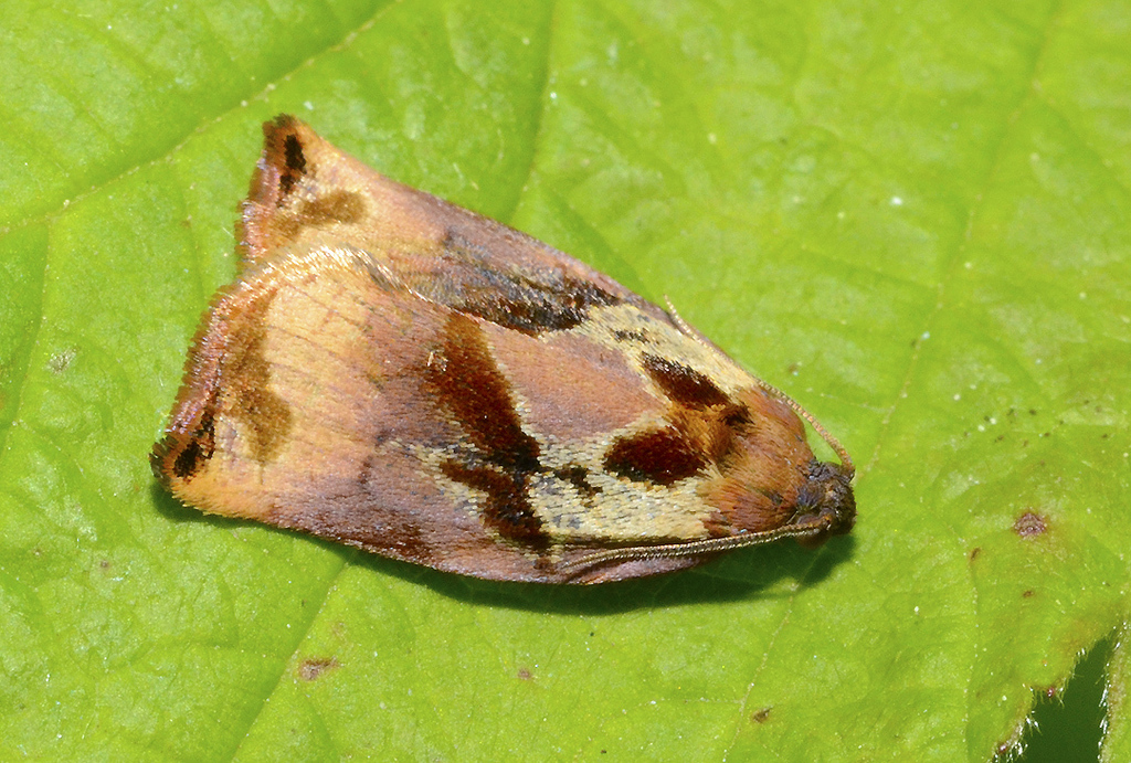Archips xylosteana