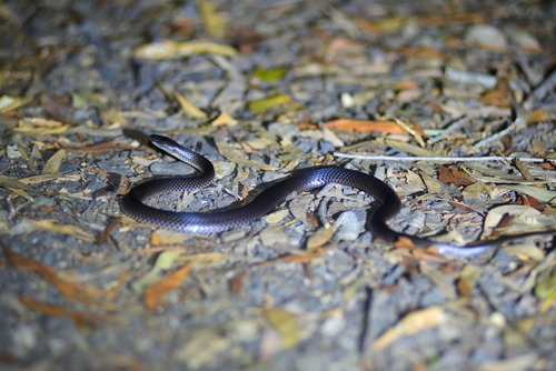 Eastern Small-eyed Snake
