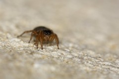 Euophrys