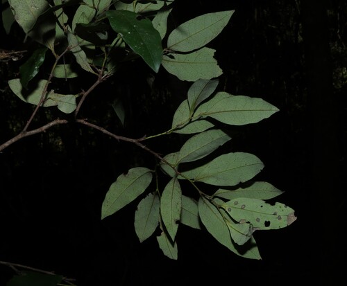 Diospyros pentamera, photograph 1