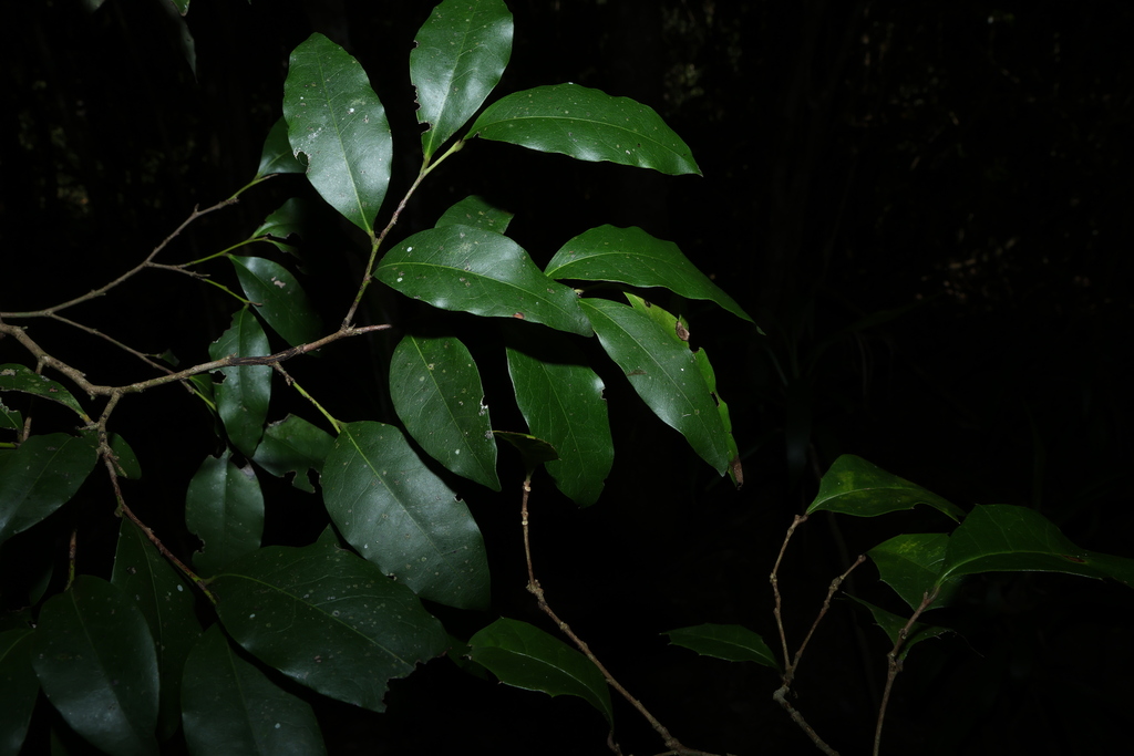 Diospyros pentamera; photograph (c) Greg Tasney, some rights reserved (CC BY-SA)