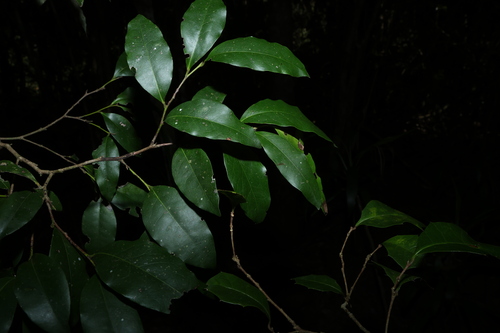 Diospyros pentamera