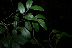 Diospyros pentamera