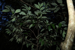 (c) Greg Tasney, some rights reserved (CC BY-SA) Diospyros pentamera, photograph (c) Greg Tasney, some rights reserved (CC BY-SA)