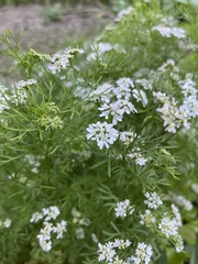 Coriandreae