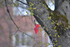 Parus major