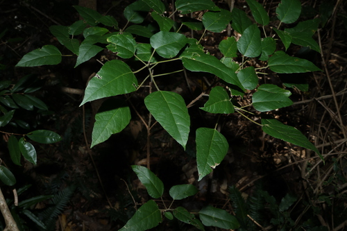 Mallotus discolor, photograph 4