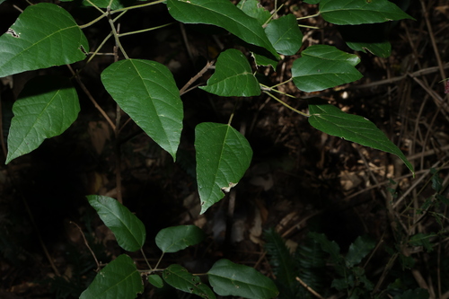 Mallotus discolor, photograph 5