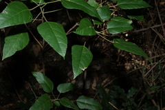 Mallotus discolor, photograph (c) Greg Tasney, some rights reserved (CC BY-SA)