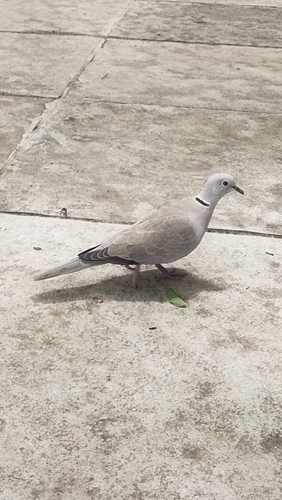 Eurasian Collared-Dove observed by dave_devika_06
