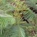 Acacia mearnsii
