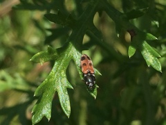 Cardiophorus bipunctatus