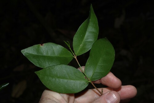 Loeseneriella barbata, photograph 3