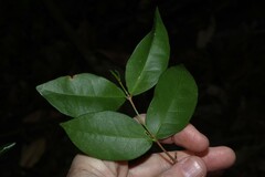 Loeseneriella barbata, photograph (c) Greg Tasney, some rights reserved (CC BY-SA)