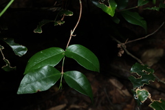 Loeseneriella barbata, photograph (c) Greg Tasney, some rights reserved (CC BY-SA)