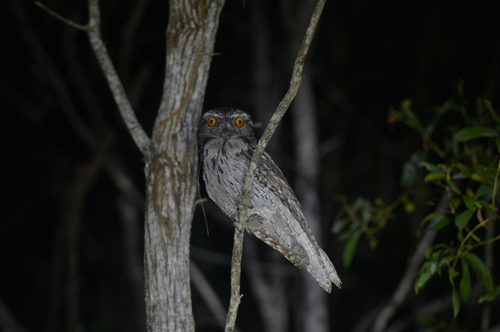 Tawny Frogmouth