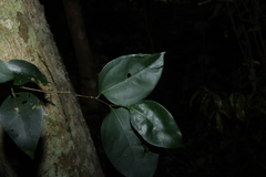Celtis paniculata, photograph (c) Greg Tasney, some rights reserved (CC BY-SA)