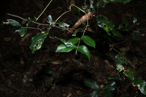 Loeseneriella barbata, photograph 4