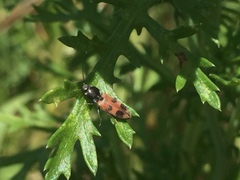 Cardiophorus bipunctatus