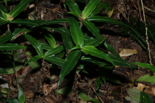 Pollia crispata, photograph 2