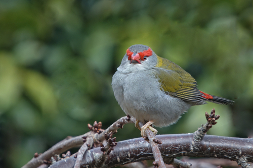 Red-browed Finch