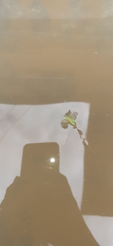 Oak Bush-cricket
