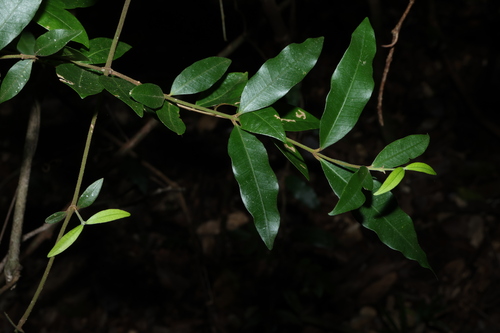 Melodinus acutiflorus observed 2026-08-13